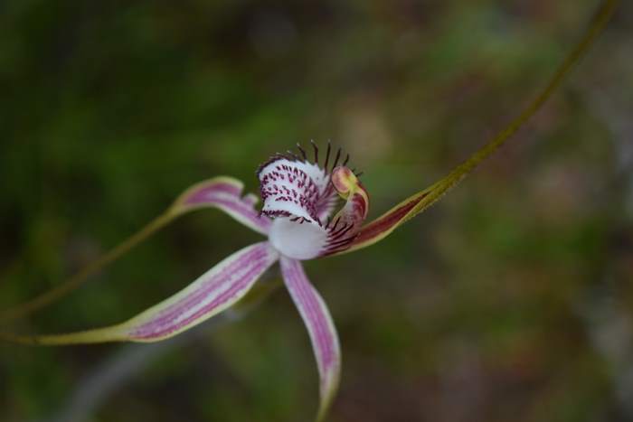 Caladenia - Orchid-spider-0031.JPG